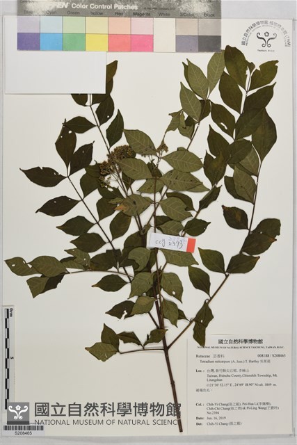 吳茱萸藏品圖，第1張