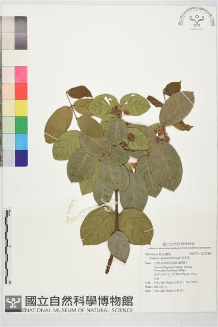 思帝果藏品圖，第1張