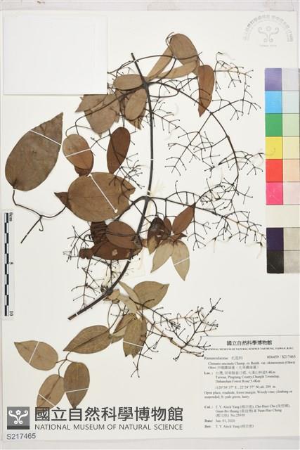 沖繩鐵線蓮（毛果鐵線蓮）藏品圖，第1張