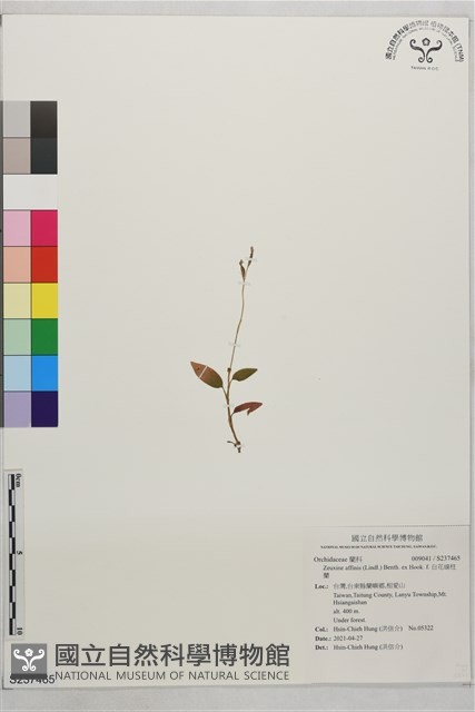 白花線柱蘭藏品圖，第1張