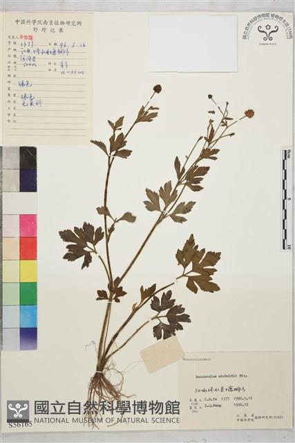 辣子草、揚子毛茛藏品圖，第1張