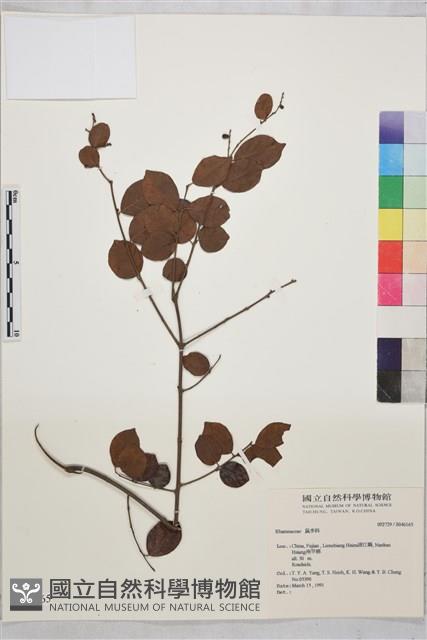 登錄號:S046165藏品圖，第1張