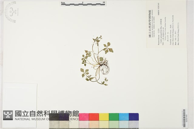五葉黃連藏品圖，第1張
