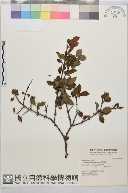 小葉鼠李藏品圖，第1張