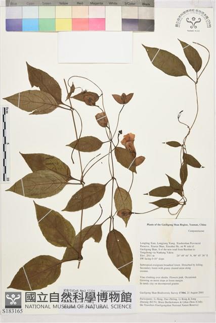 俞氏鐵線蓮藏品圖，第1張