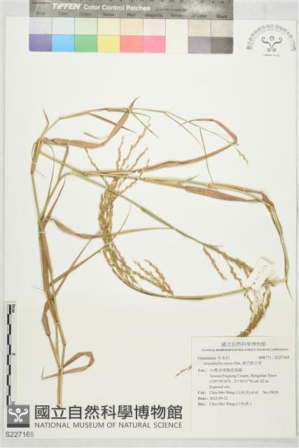 刺芒野古草藏品圖，第1張