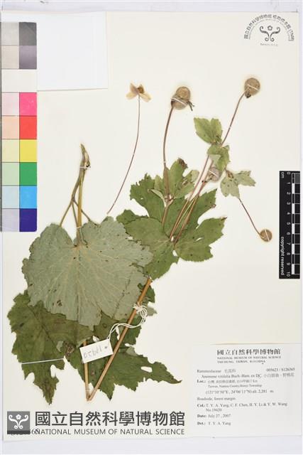 小白頭翁、野棉花藏品圖，第1張