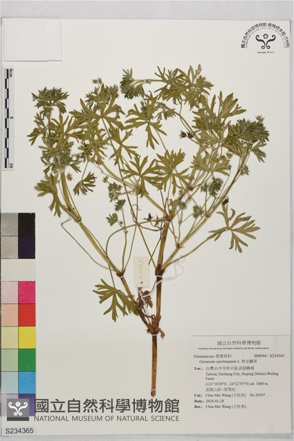 野老鸛草藏品圖，第1張