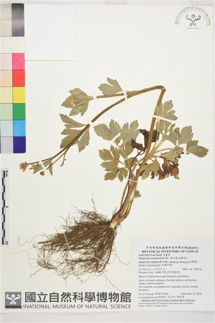 水辣菜、禺毛茛藏品圖，第1張