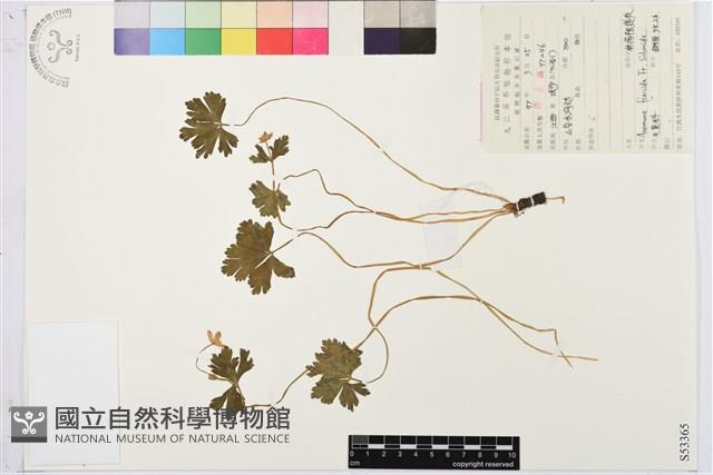 鵝掌草藏品圖，第1張