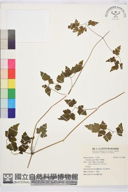 串鼻龍藏品圖，第1張