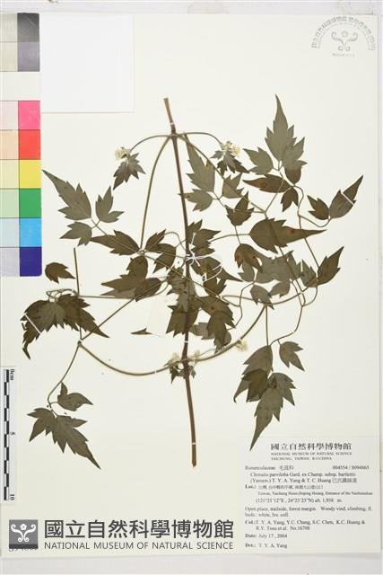 巴氏鐵線蓮藏品圖，第1張