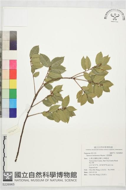 太魯閣櫟藏品圖，第1張