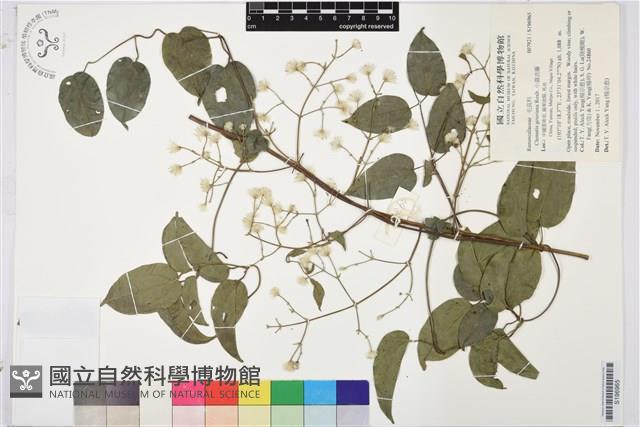 登錄號:S196965藏品圖，第1張