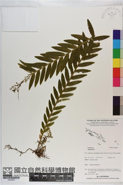 登錄號:S200965藏品圖，第1張