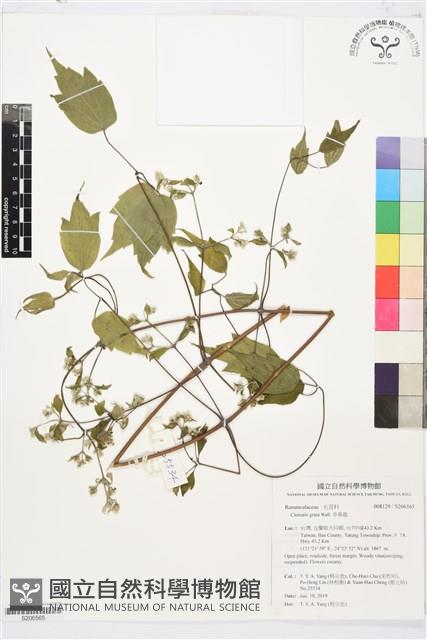 串鼻龍藏品圖，第1張