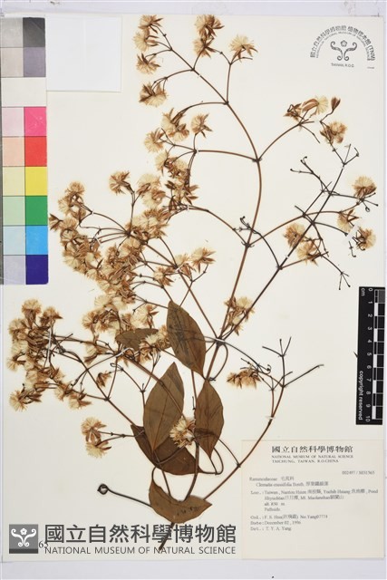 厚葉鐵線蓮藏品圖，第2張