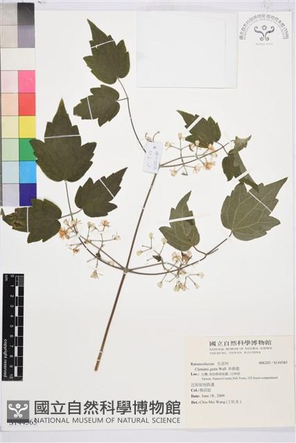 串鼻龍藏品圖，第1張