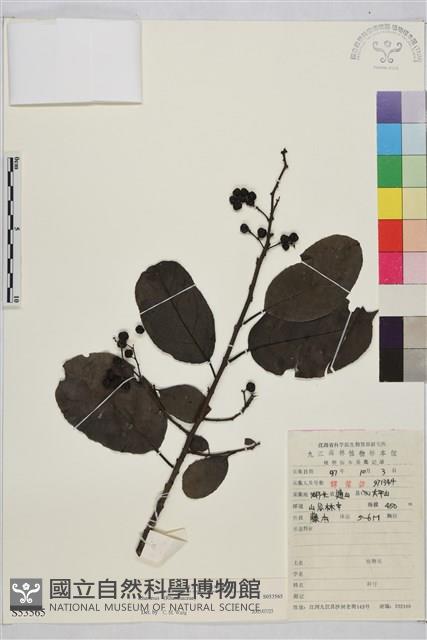 登錄號:S053565藏品圖，第1張