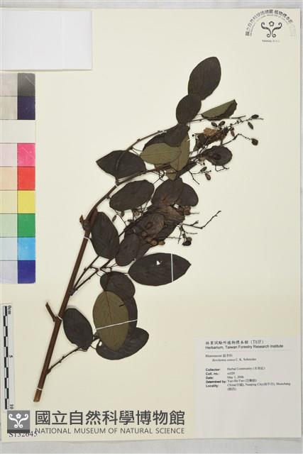 勾兒茶藏品圖，第1張