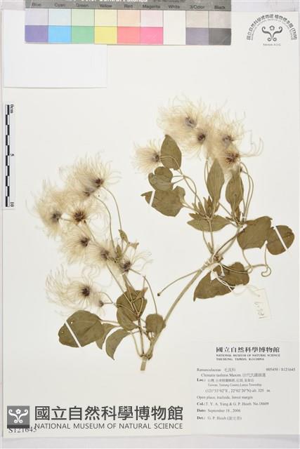 田代氏鐵線蓮藏品圖，第1張