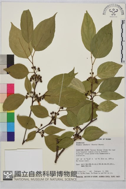 中原氏鼠李藏品圖，第2張