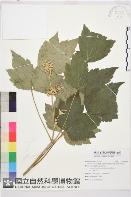 台灣牡丹藤、台灣草牡丹藏品圖，第2張