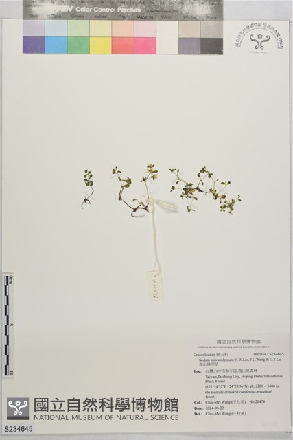 高山佛甲草藏品圖，第1張