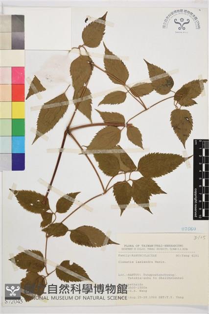 小木通藏品圖，第2張