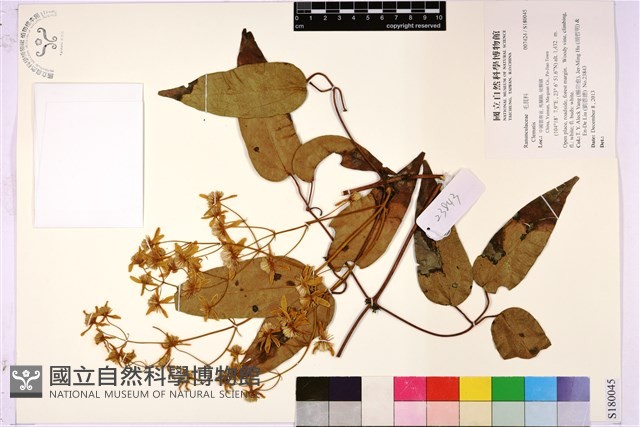 登錄號:S180045藏品圖，第1張