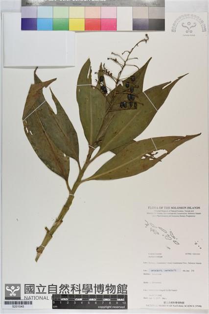 登錄號:S201045藏品圖，第1張