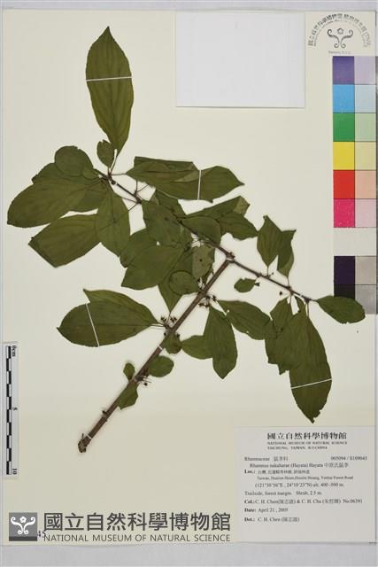 中原氏鼠李藏品圖，第1張