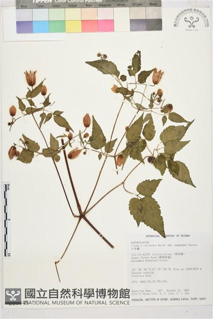 小木通藏品圖，第1張