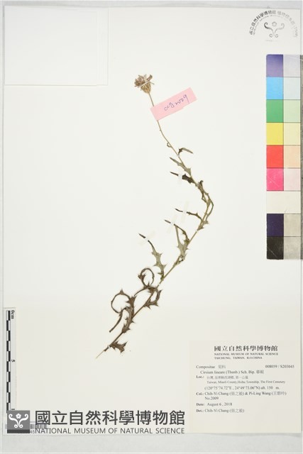 華薊藏品圖，第1張