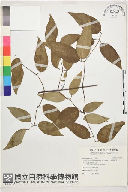 柱果鐵線蓮藏品圖，第1張