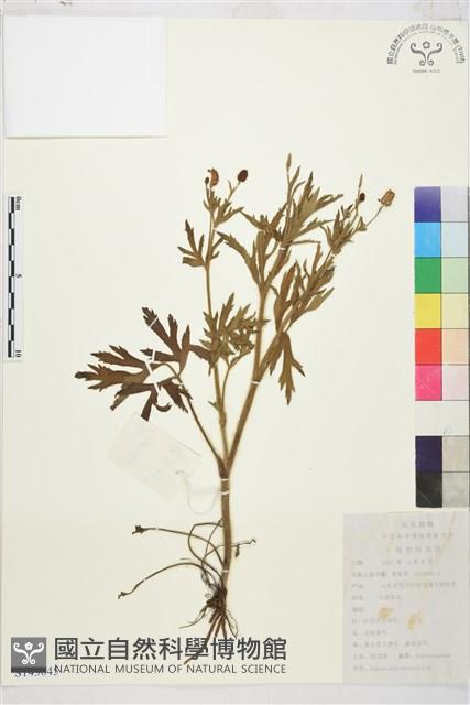 茴茴蒜藏品圖，第1張