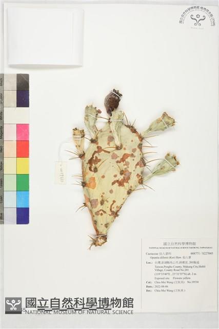 仙人掌藏品圖，第1張