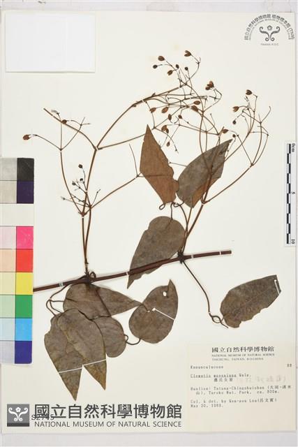 麥氏鐵線蓮藏品圖，第2張