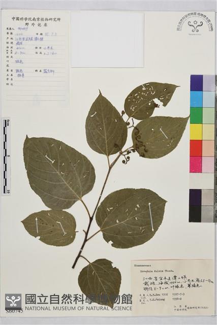 枳椇藏品圖，第1張