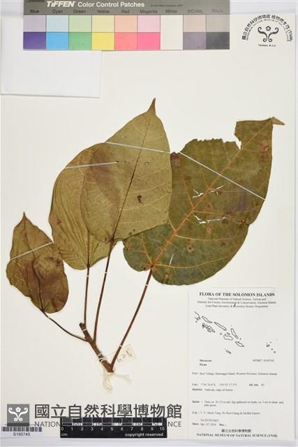 登錄號:S195745藏品圖，第1張