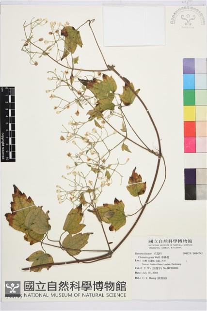 串鼻龍藏品圖，第1張