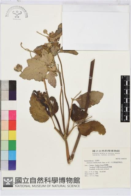 小白頭翁、野棉花藏品圖，第2張