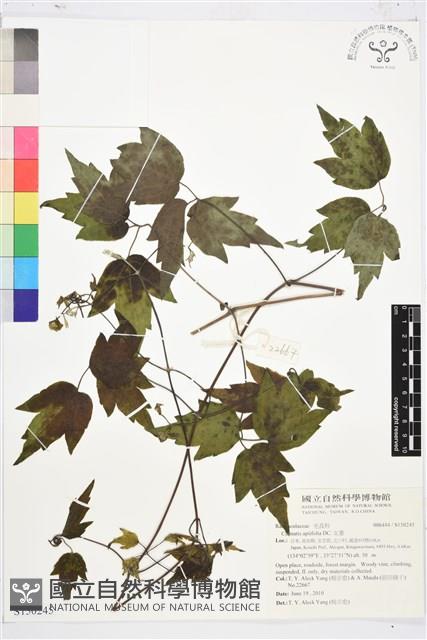 女萎藏品圖，第1張