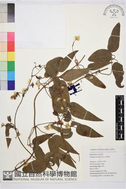 山木通藏品圖，第1張