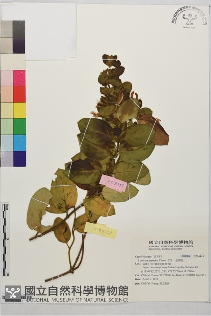忍冬、金銀花藏品圖，第1張