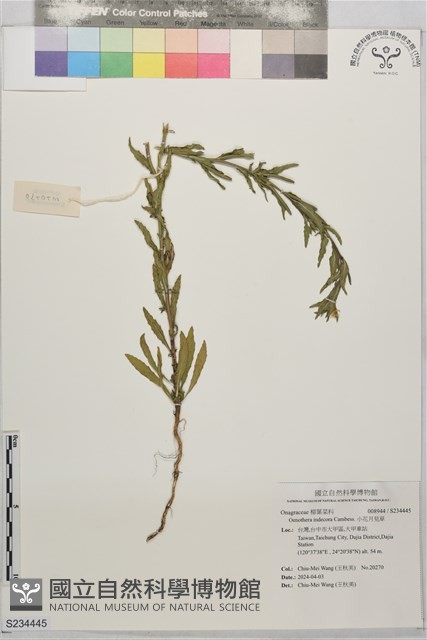 小花月見草藏品圖，第1張