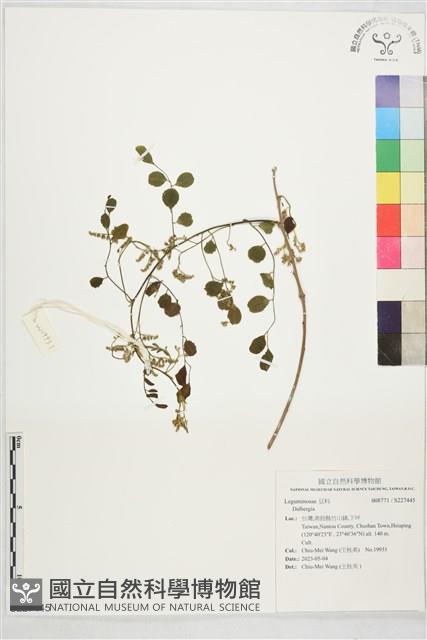 登錄號:S227445藏品圖，第1張