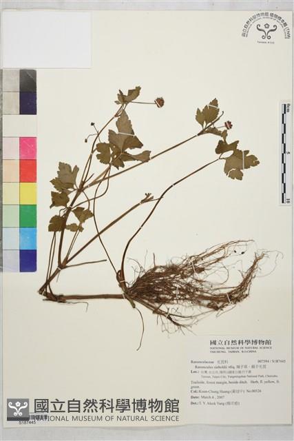 辣子草、揚子毛茛藏品圖，第1張