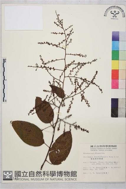 奮起湖黃鱔藤藏品圖，第1張