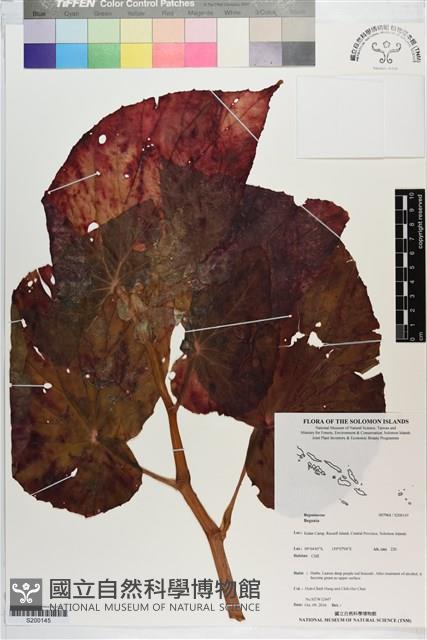 登錄號:S200145藏品圖，第1張